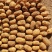 《推荐》黄心土豆内蒙精品土豆品质好质量保证