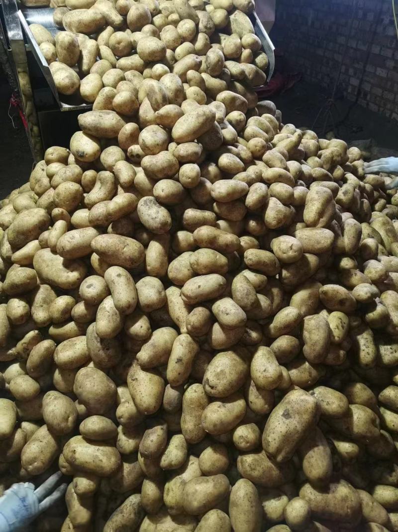 《推荐》黄心土豆内蒙精品土豆品质好质量保证