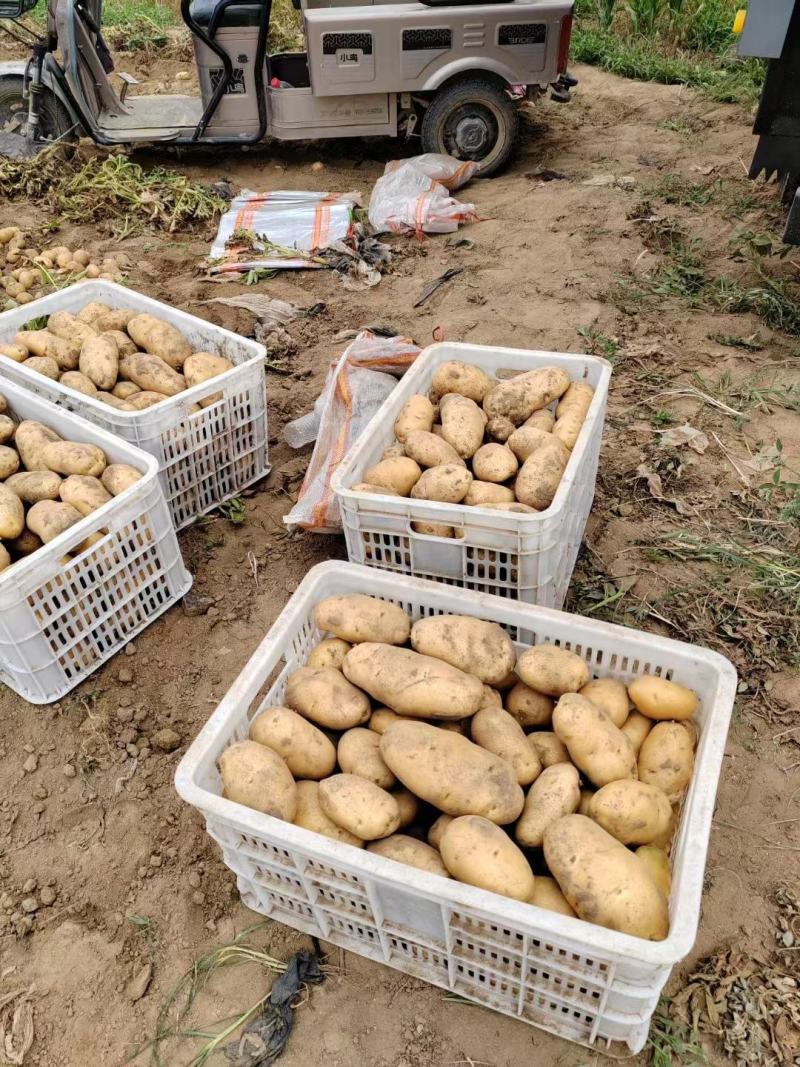 《精品》内蒙精品黄心土豆大量上市产地直发价格便宜