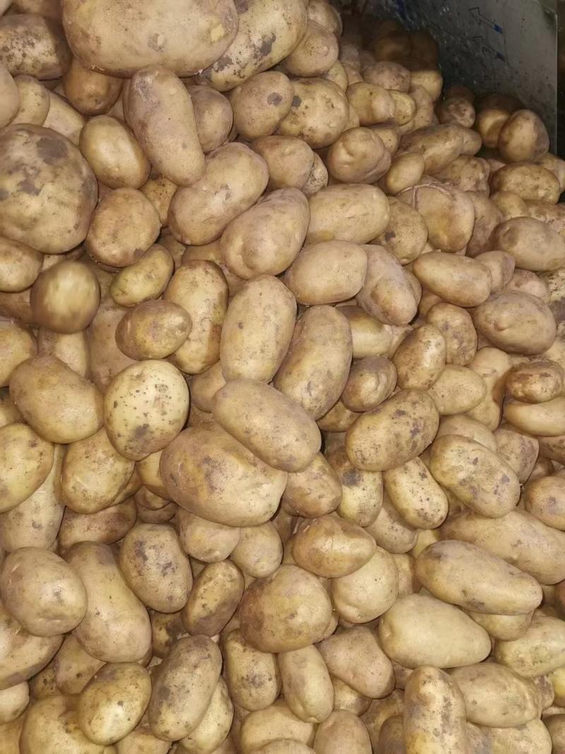 《推荐》V7土豆内蒙土豆黄皮黄心基地现货供应中