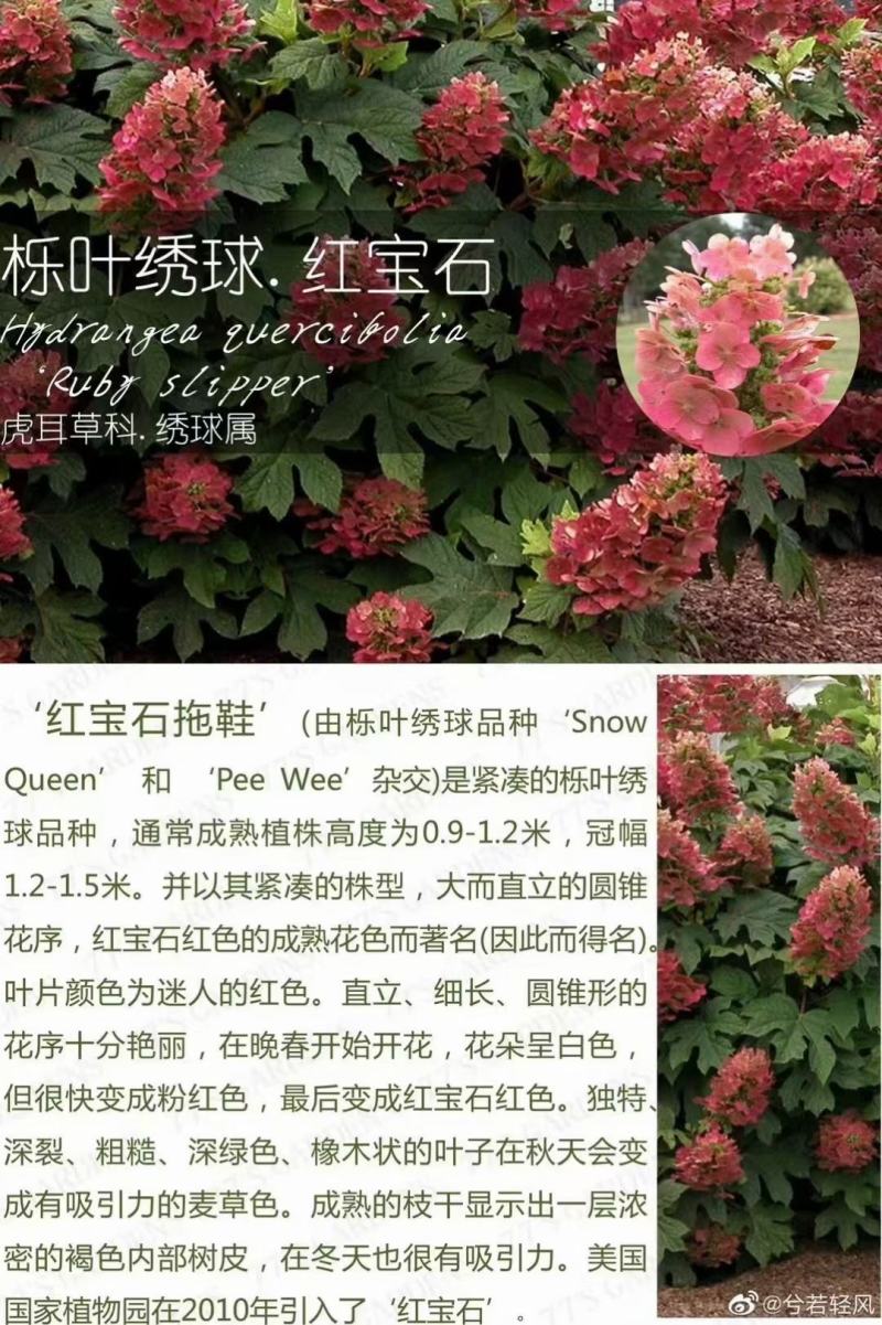 栎叶绣球红宝石，基地直发