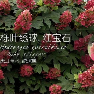 栎叶绣球红宝石，基地直发