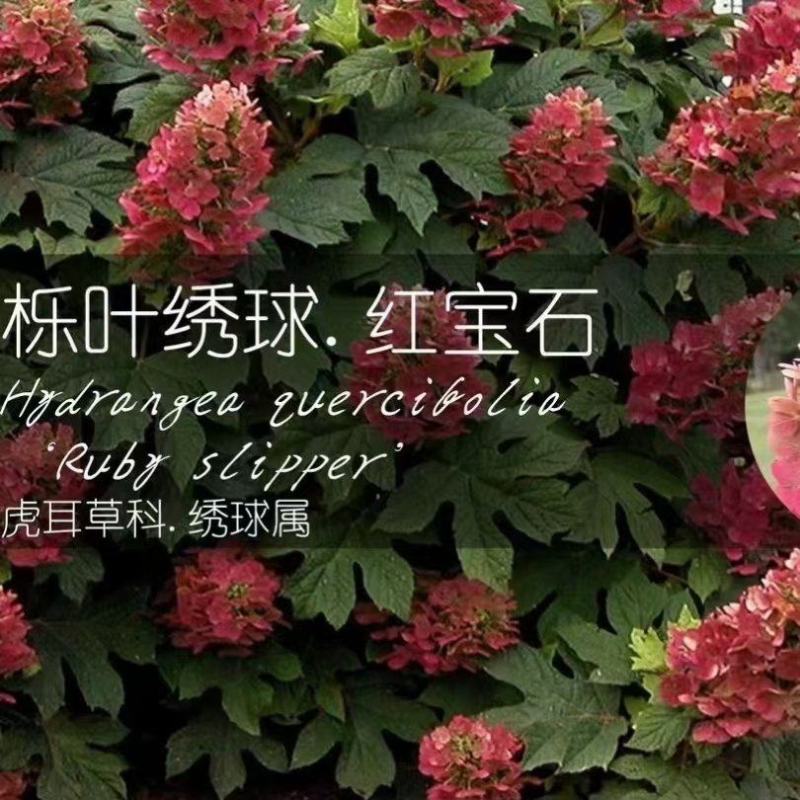 栎叶绣球红宝石，基地直发
