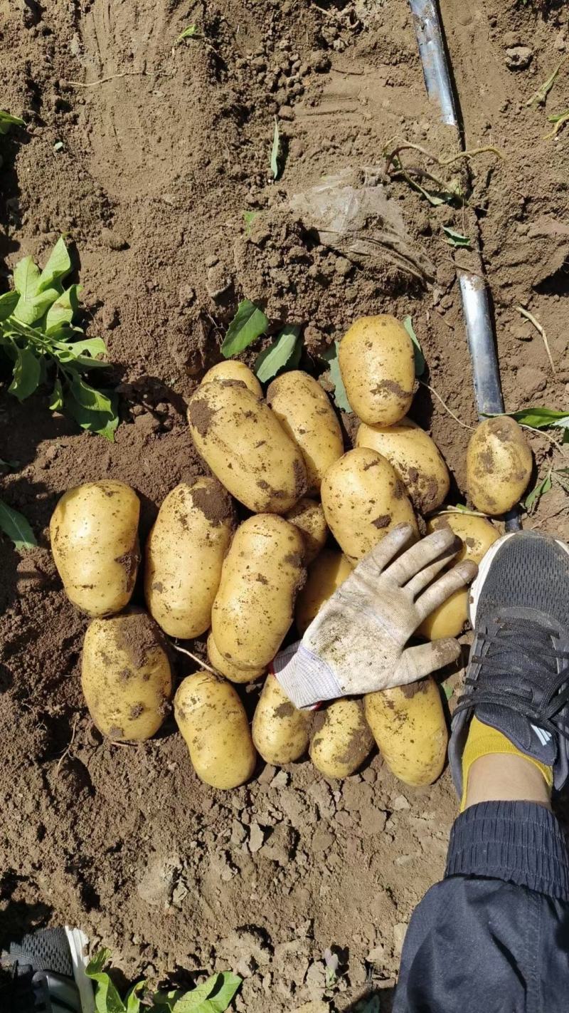 《推荐》黄心ev土豆常磊8号土豆内蒙土豆个头大薯型好