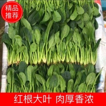 精品菠莱大叶菠菜产地直发一手货源无中间商差价