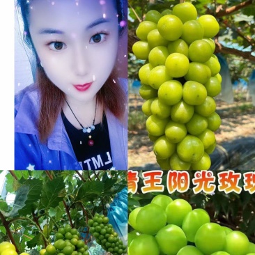 阳光玫瑰葡萄山东临沂阳光玫瑰产地代收代发，供应电商商超