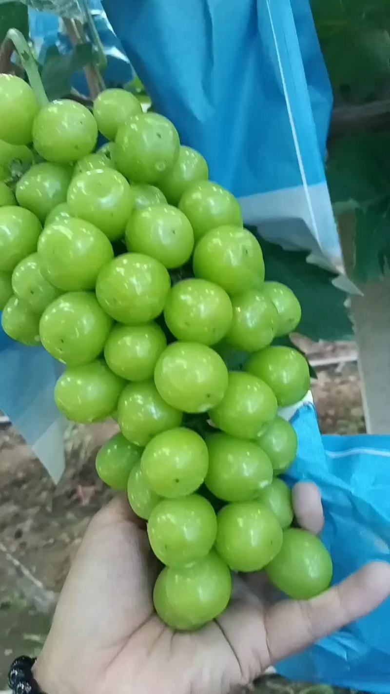 阳光玫瑰葡萄山东临沂阳光玫瑰产地代收代发，供应电商商超