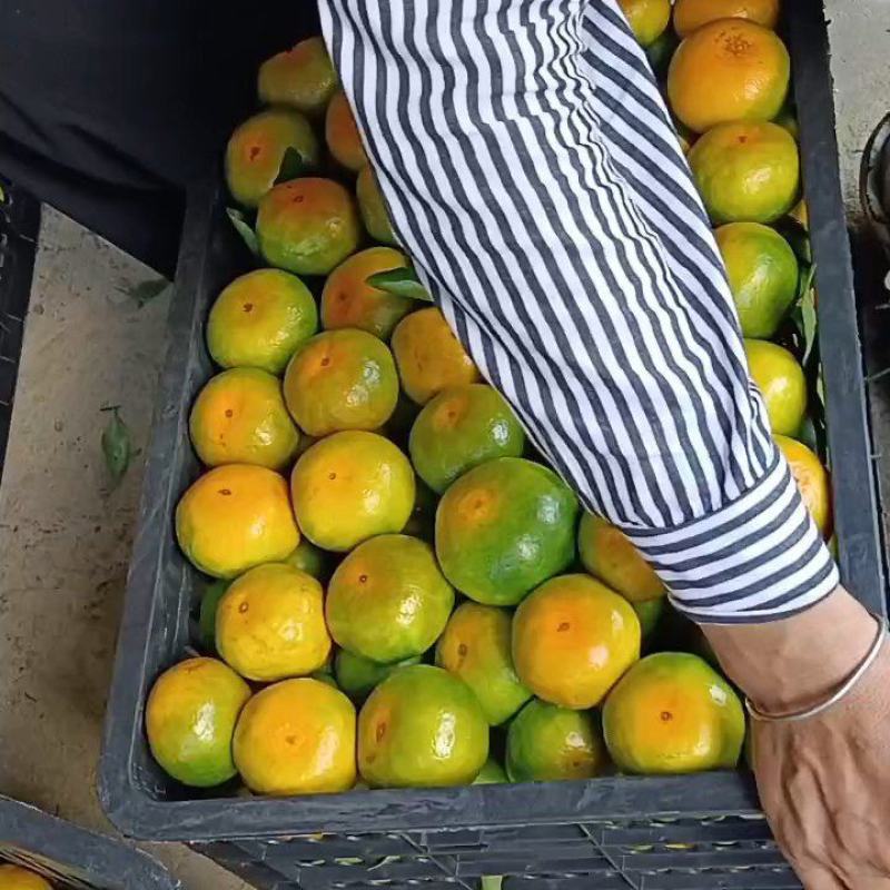东江湖清江特早熟蜜桔大量上市
