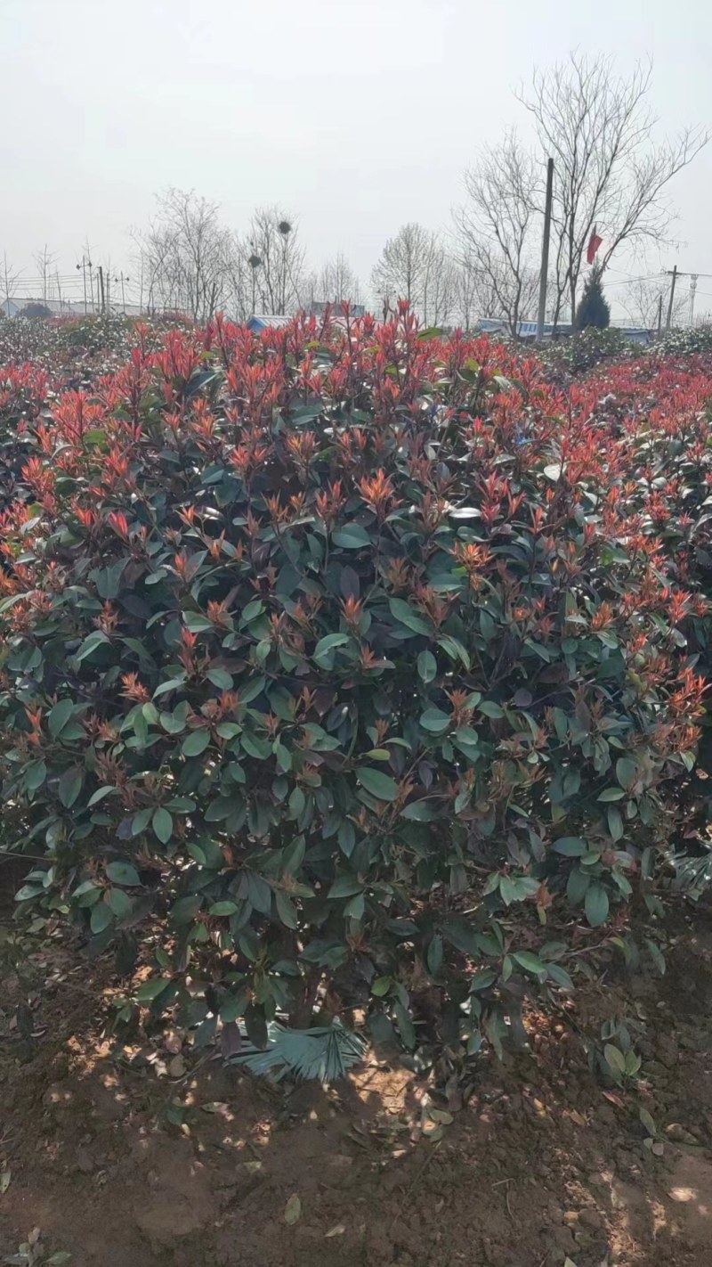 红叶石楠，