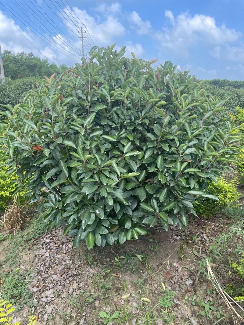 红叶石楠，