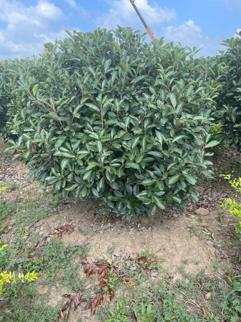 红叶石楠，
