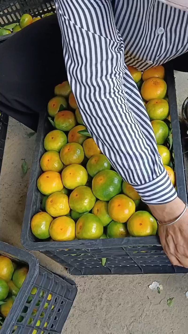 东江湖清江特早熟蜜桔大量上市