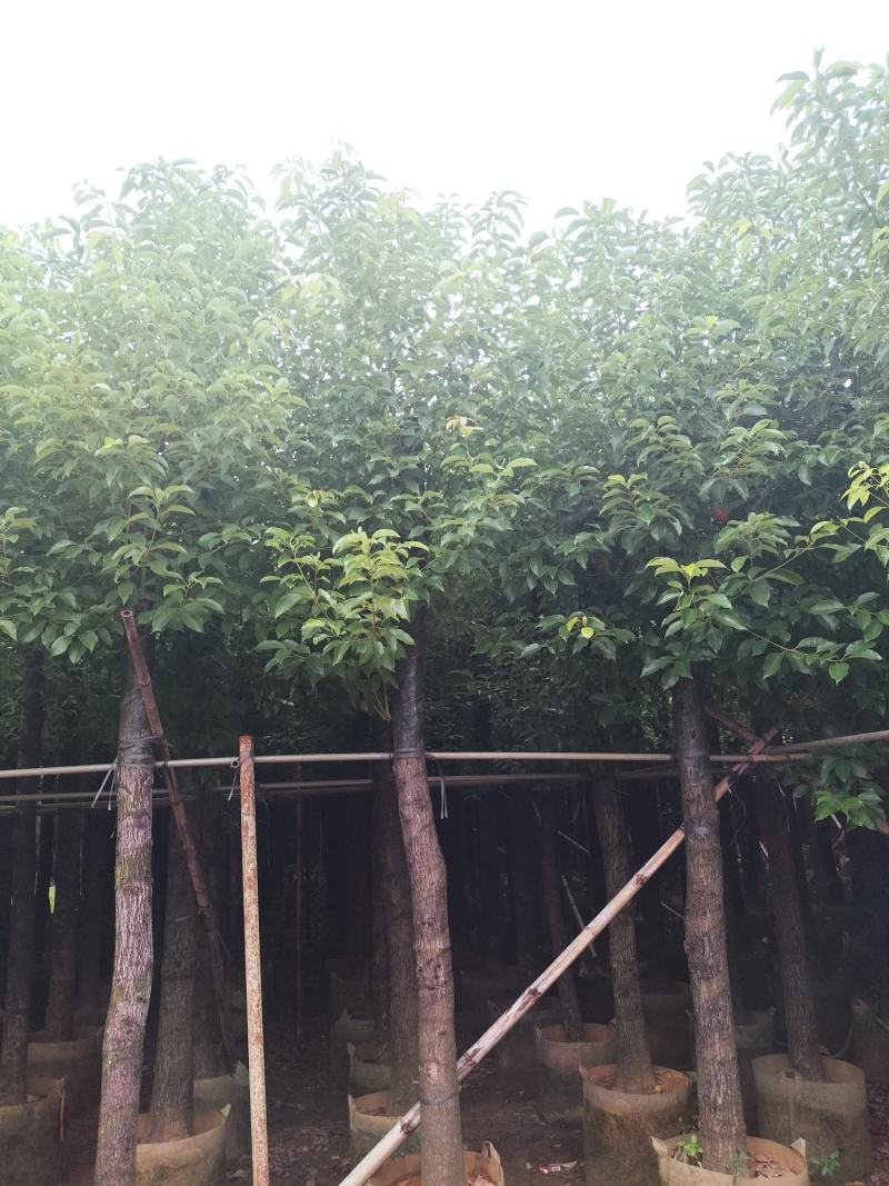 香樟袋苗出售