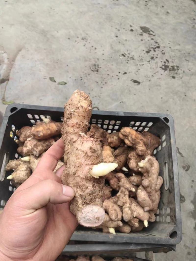 生姜种子批发姜种繁育基地产量高提供技术
