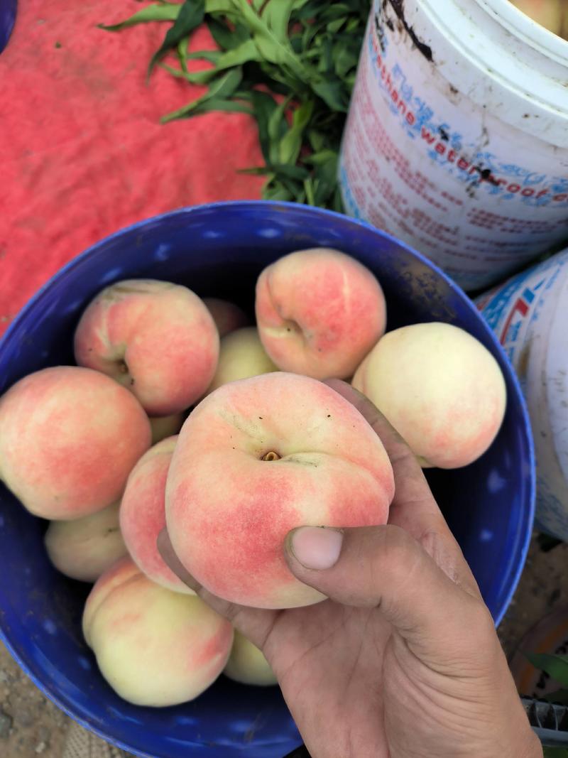 永莲蜜桃，78号纸袋毛桃产地直发手选果，大量上市只批发