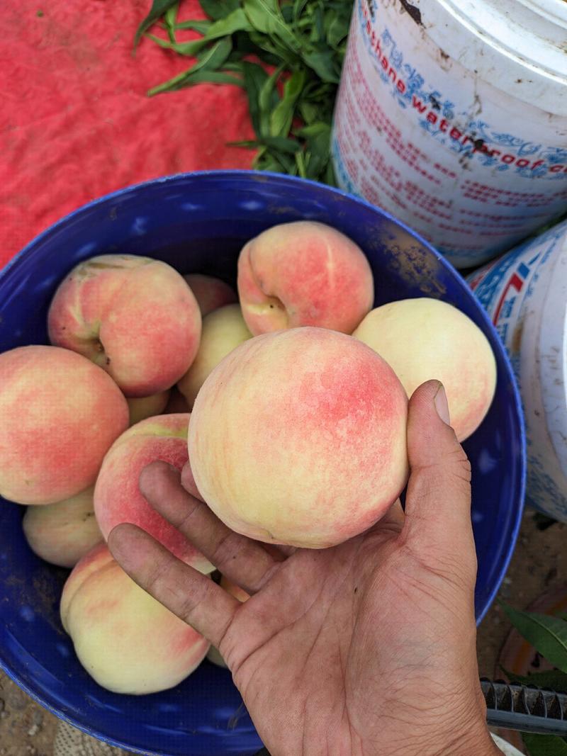 永莲蜜桃，78号纸袋毛桃产地直发手选果，大量上市只批发