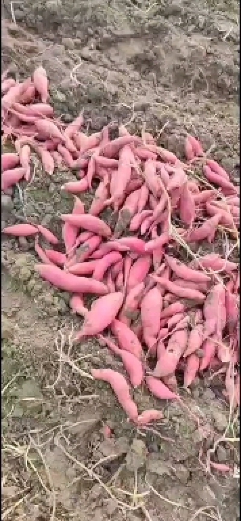 金品薯业皖北蜜薯西瓜红长期大量供应黑土地西瓜红