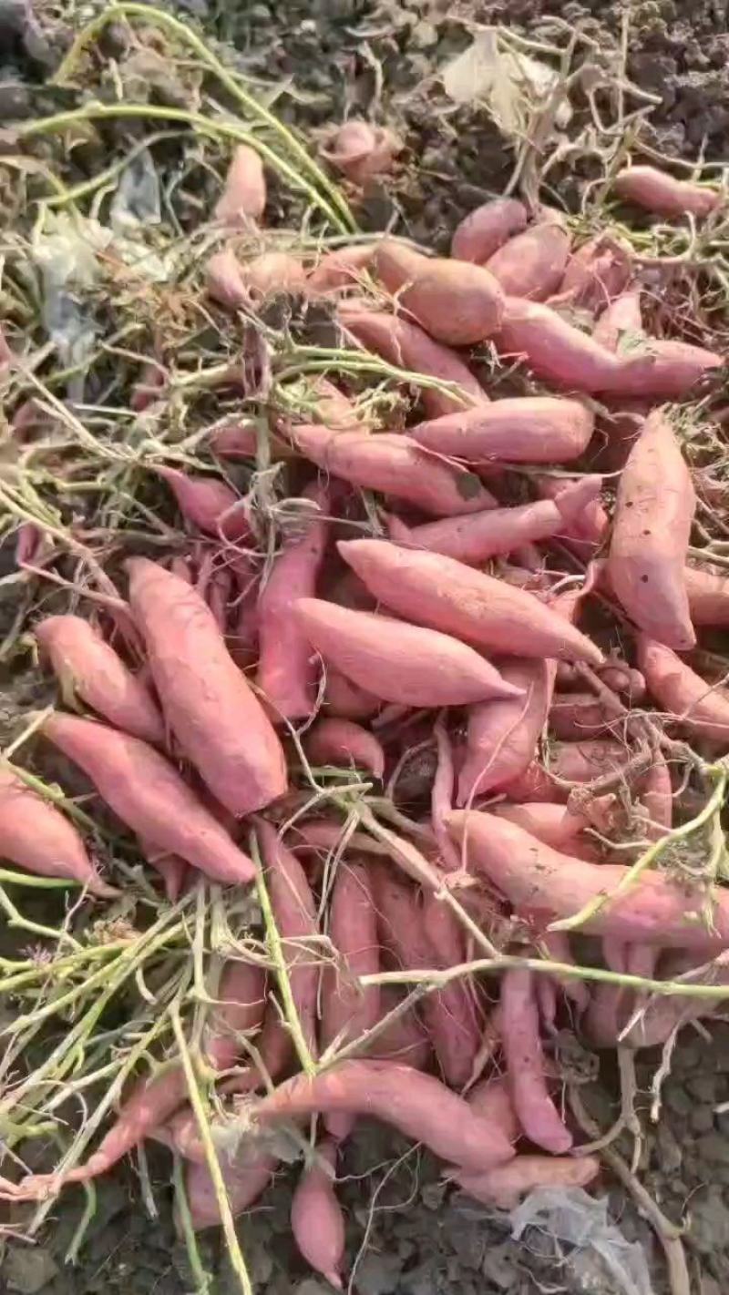 金品薯业皖北蜜薯西瓜红长期大量供应黑土地西瓜红