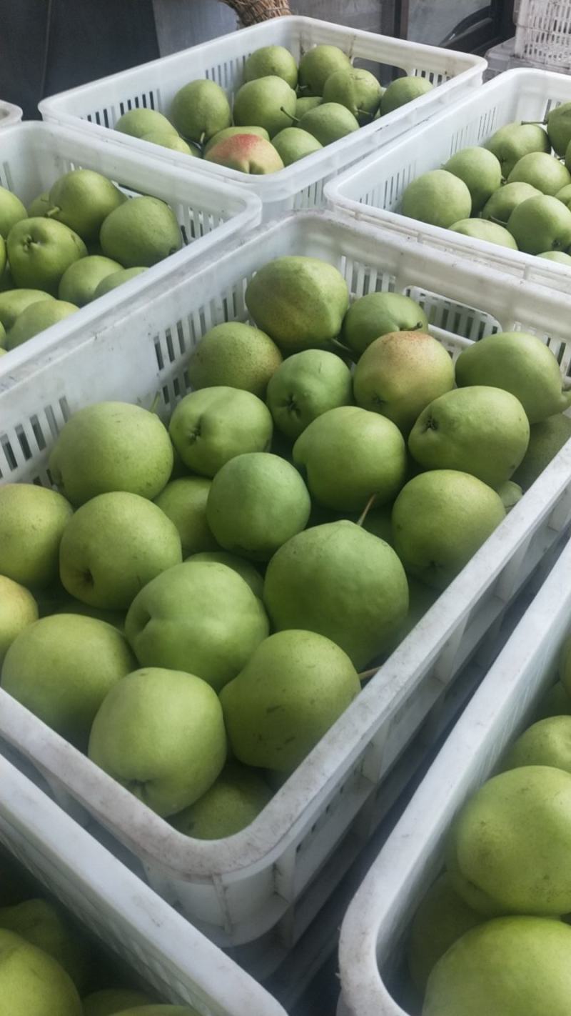 基地各品种酥梨已上市，量大从优，欢迎各位老板前来洽谈！