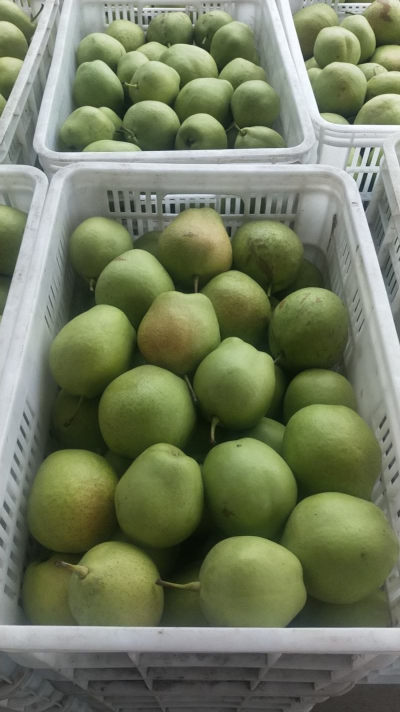 基地各品种酥梨已上市，量大从优，欢迎各位老板前来洽谈！