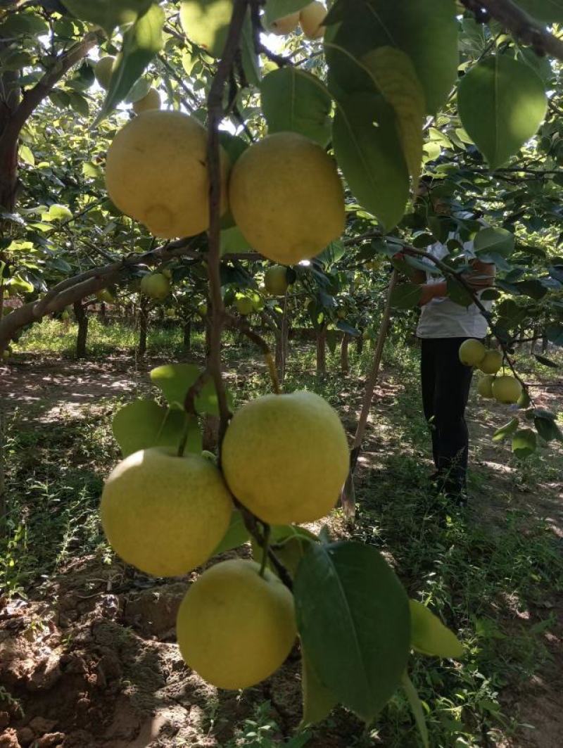 景泰皇冠光果，光泽亮丽，口感香甜，属于优质产品！