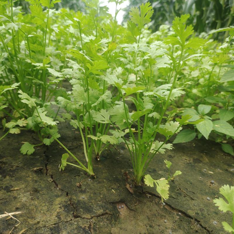 香菜大叶香菜铁杆香菜