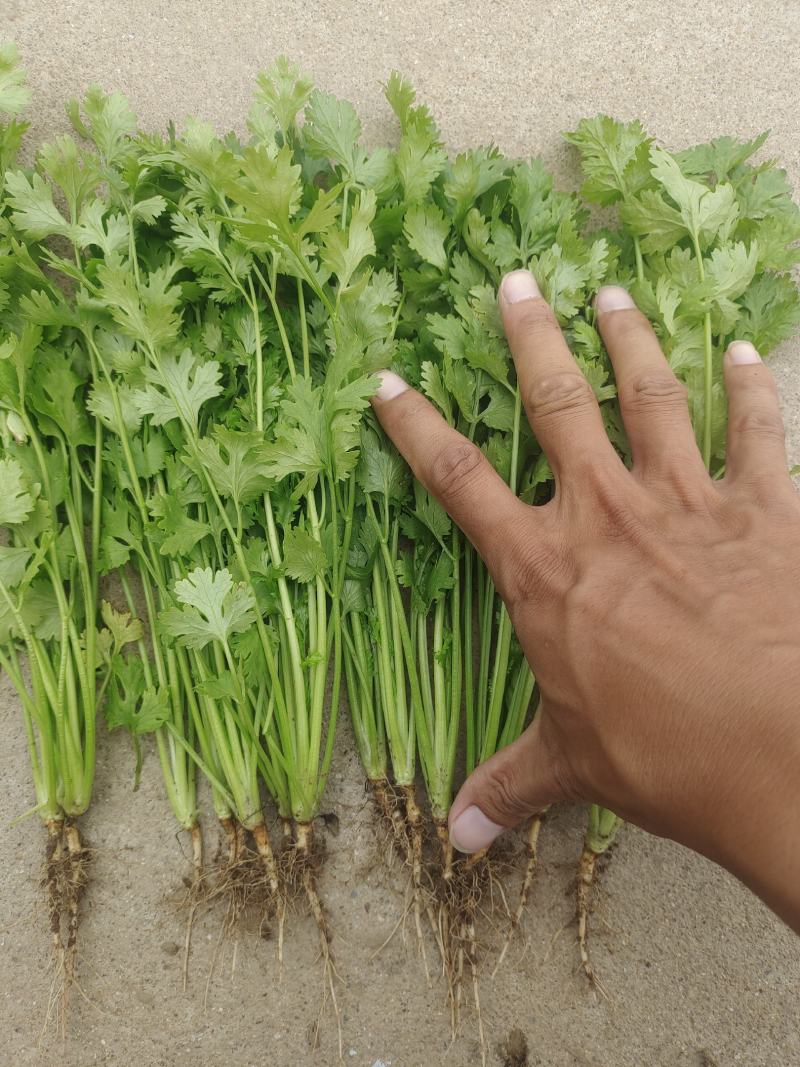 香菜大叶香菜铁杆香菜