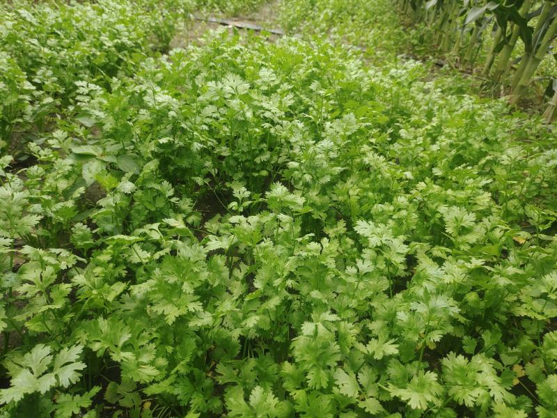 香菜大叶香菜铁杆香菜