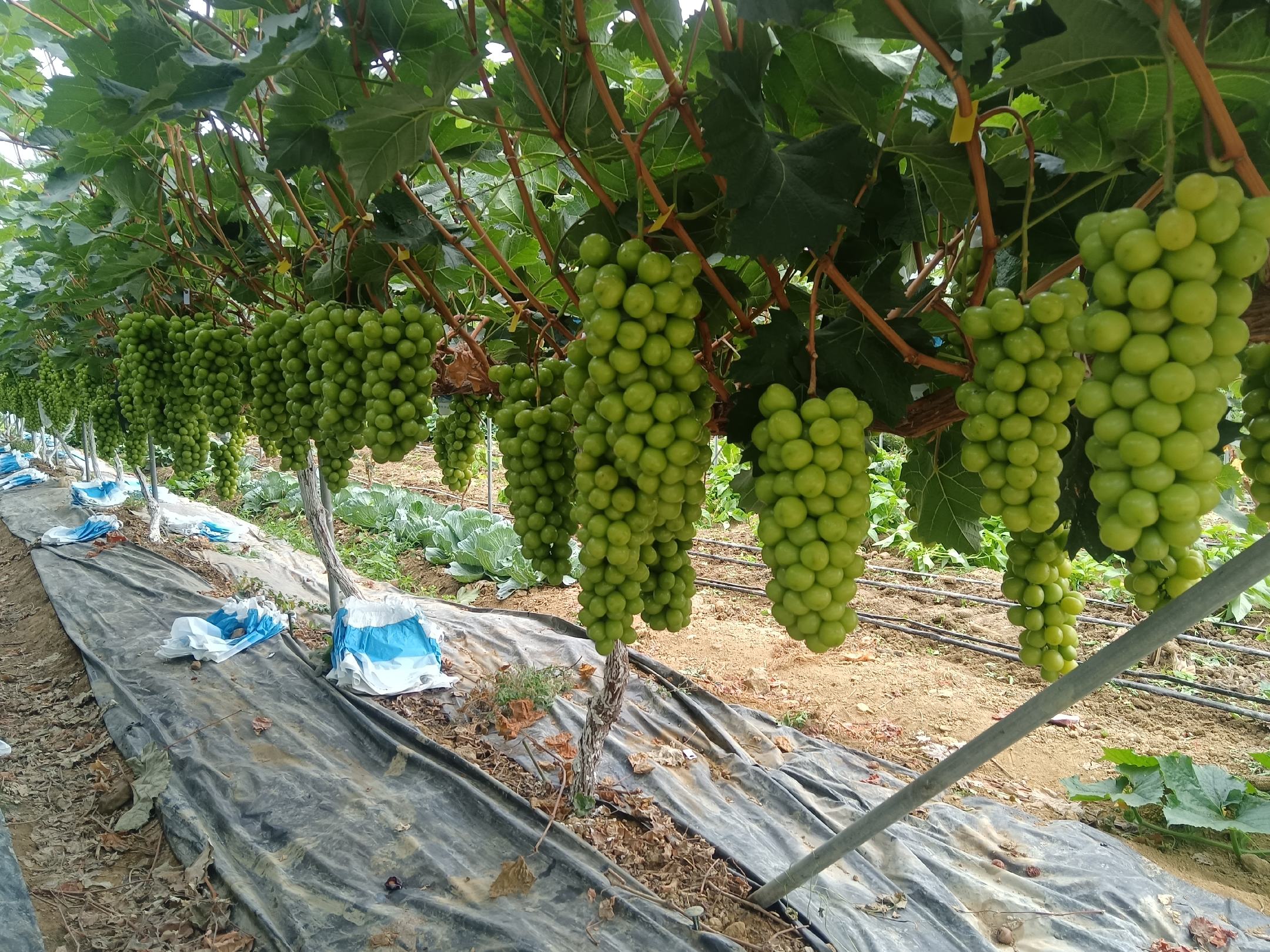 图示:山东烟台阳光玫瑰葡萄园秋季管理现场,工人正沿树行开沟施用腐熟有机肥与复合肥混合肥料;地面覆盖秸秆,远处可见修剪下的病枝集中堆放待处理,天空晴朗无云 秋季阳光玫瑰葡萄采收后施肥与清园作业