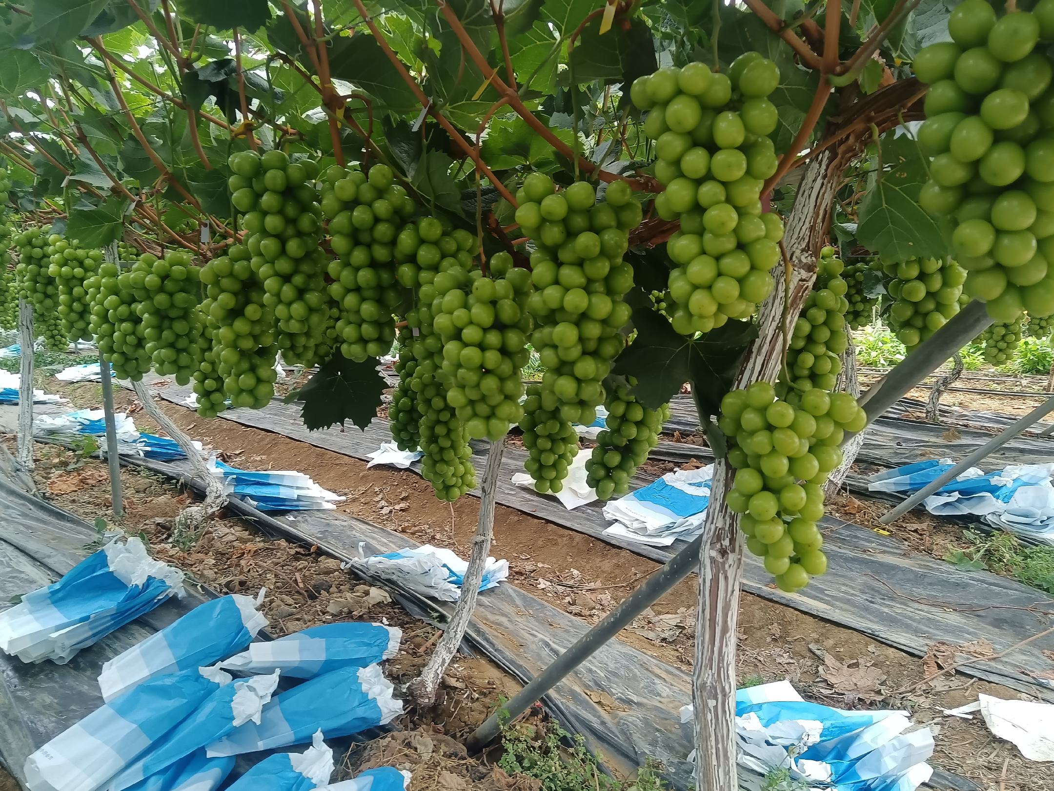阳光玫瑰成熟果实特写,展示其黄绿色果皮与饱满果粒 阳光玫瑰成熟期果实特写