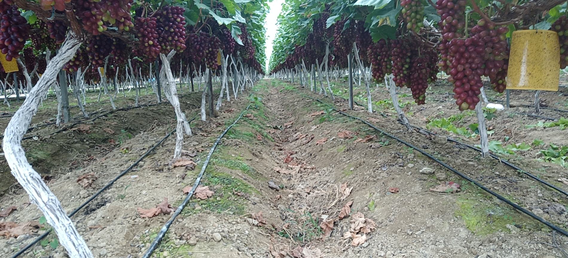 阳光玫瑰葡萄种植园航拍图