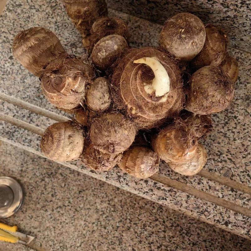 高产毛芋头种品种多样化，软糯产量高提供技术