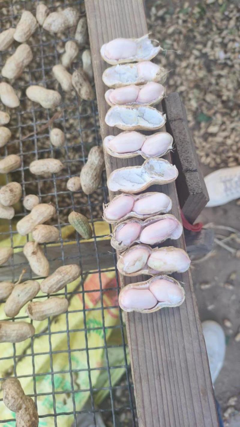 白沙系列花生鲜花生产地直发颗粒饱满可视频看货