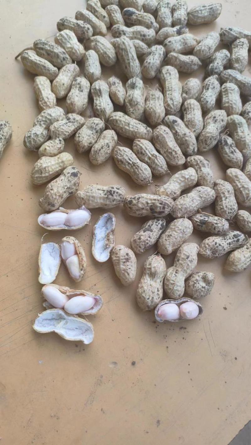 白沙系列花生鲜花生产地直发颗粒饱满可视频看货