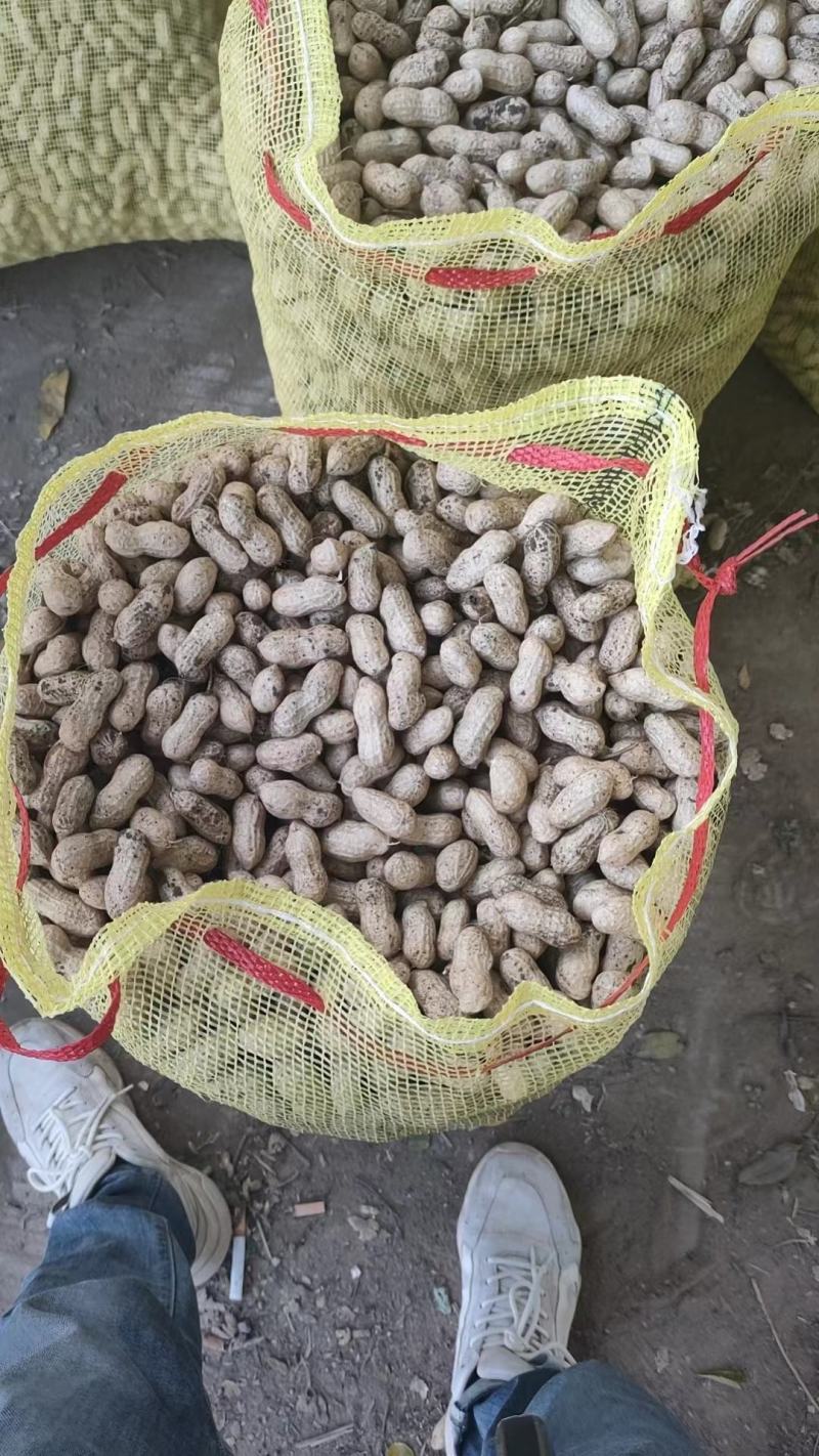 白沙系列花生鲜花生产地直发颗粒饱满可视频看货