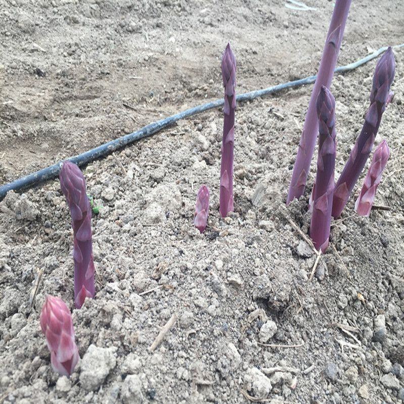 芦笋苗紫色芦笋苗视频看货死苗补发支持一件代发
