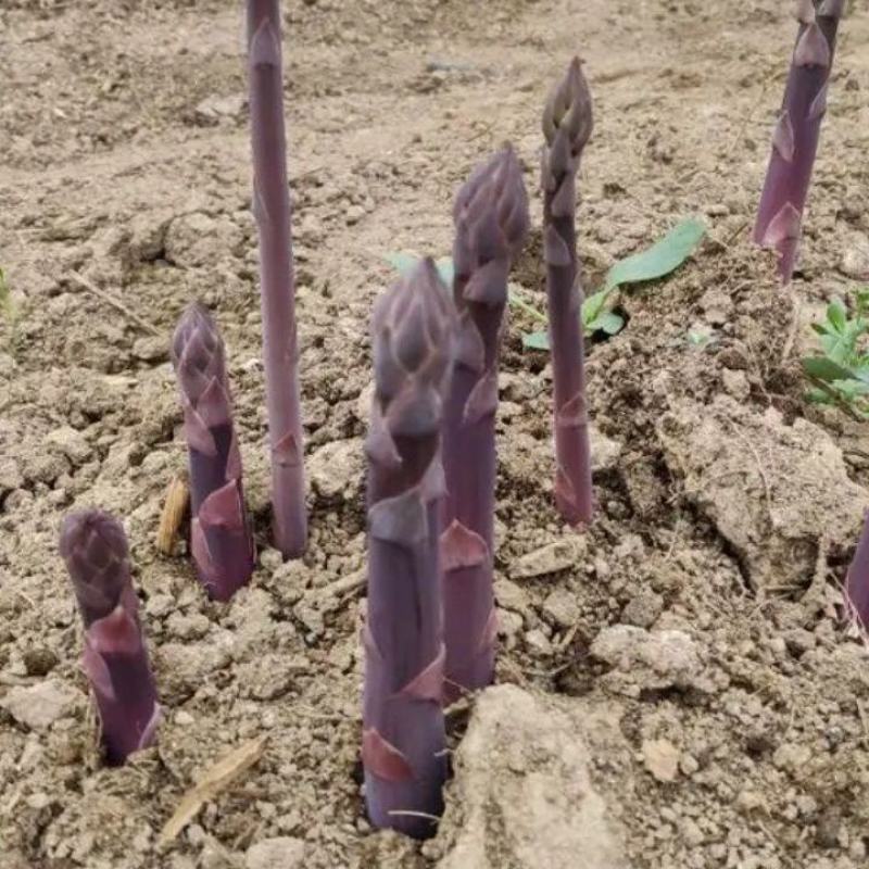 芦笋苗紫色芦笋苗视频看货死苗补发支持一件代发