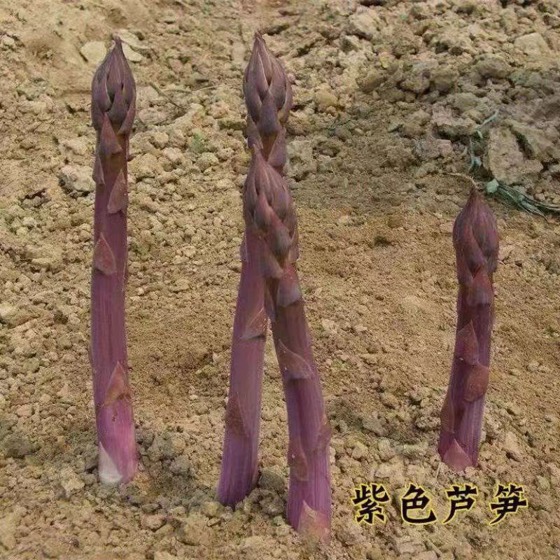 芦笋苗紫色芦笋苗视频看货死苗补发支持一件代发