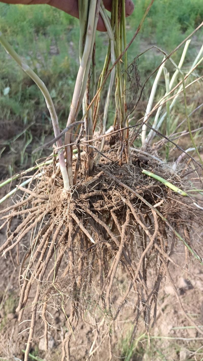 芦笋苗紫色芦笋苗视频看货死苗补发支持一件代发