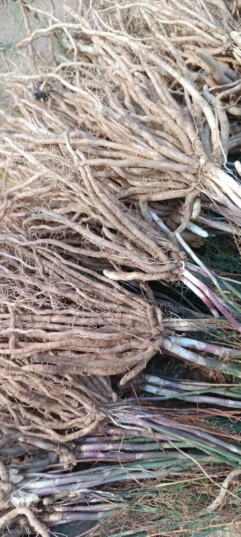 芦笋苗紫色芦笋苗视频看货死苗补发支持一件代发