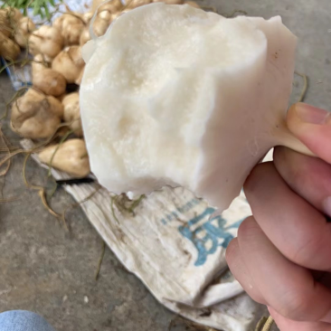 凉薯