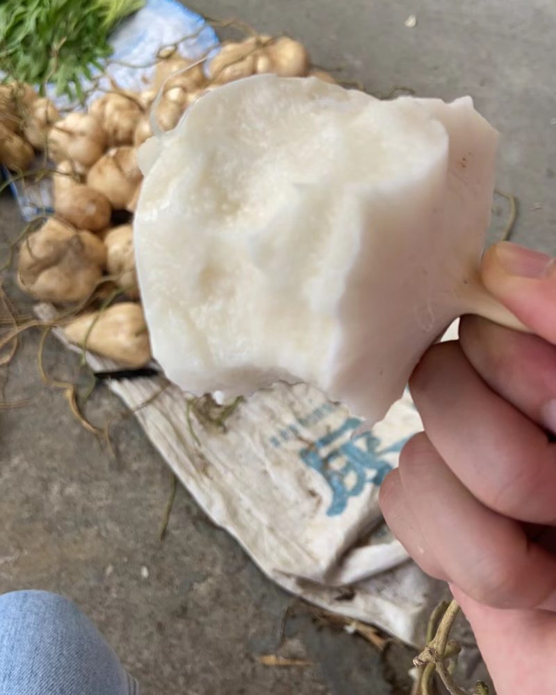 凉薯