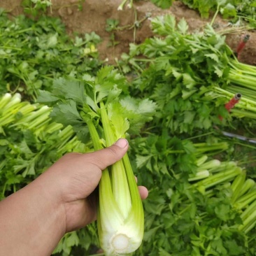 芹菜