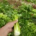 芹菜