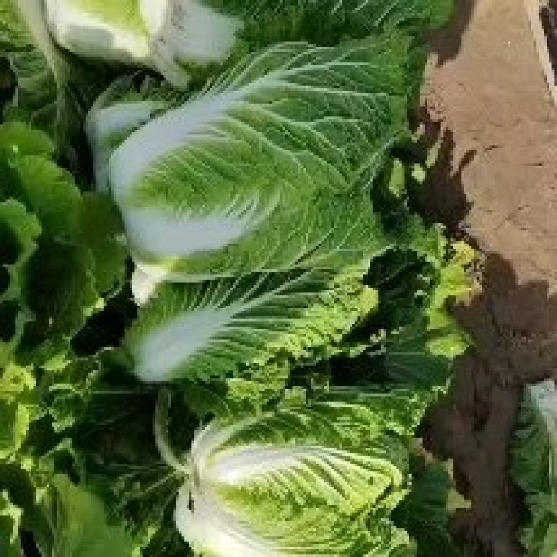 陕西精品大白菜货源充足价格非常低一手货源专业代收代发