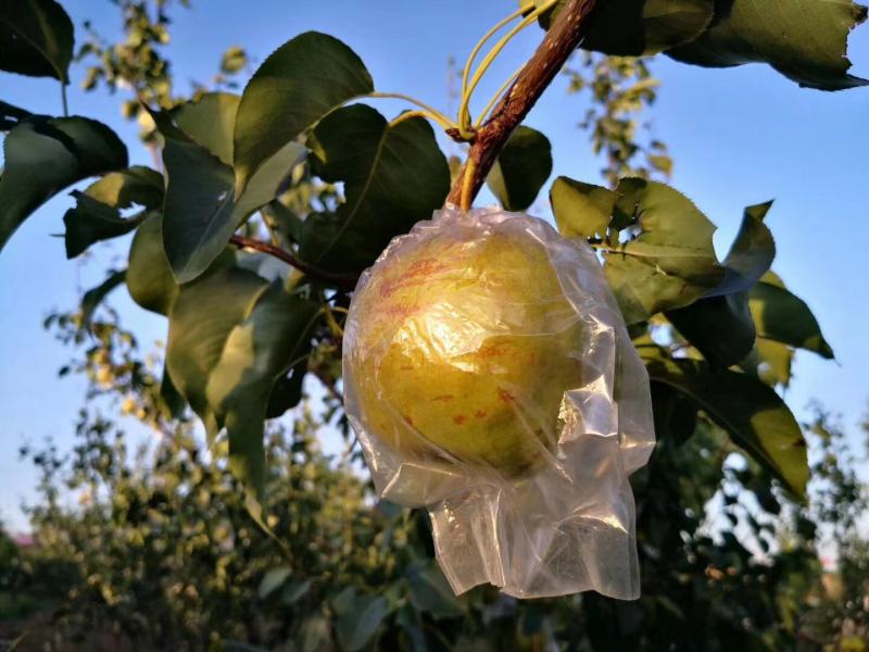 玉露香梨个大水火香甜爽口