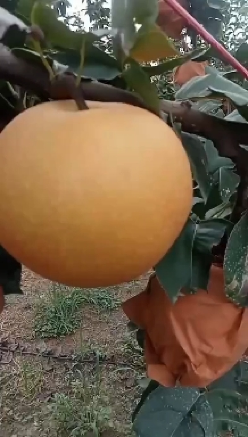 秋月梨