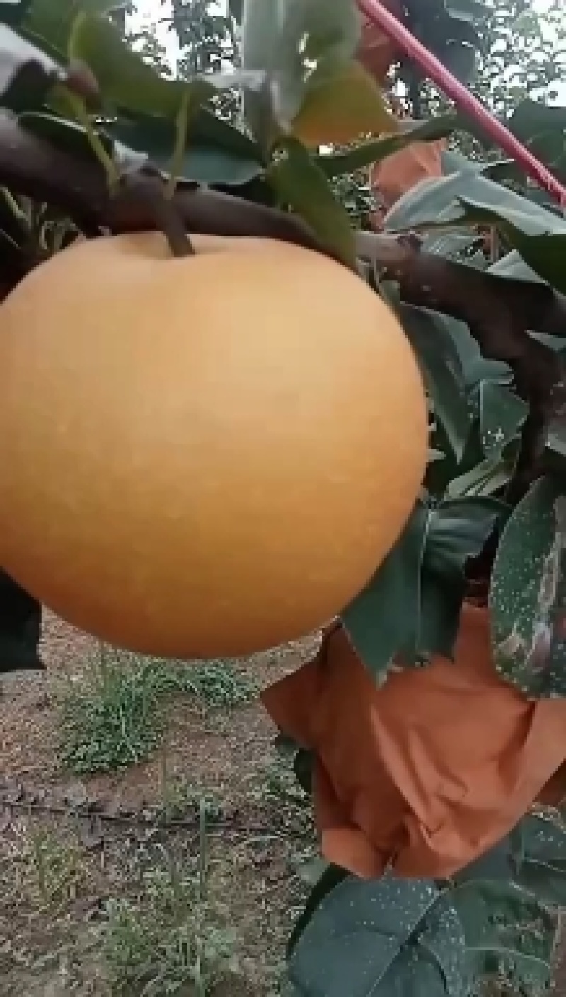 秋月梨