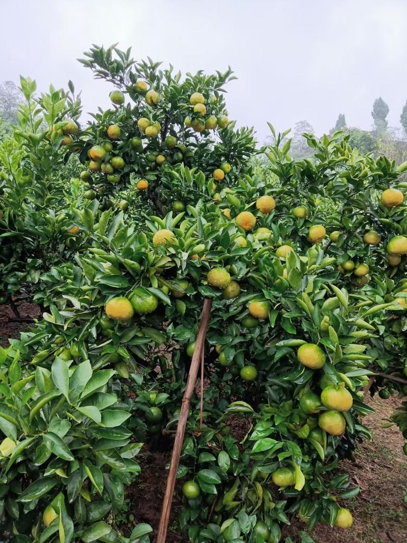 蜜橘大量上市、皮薄、汁多、味道甜！