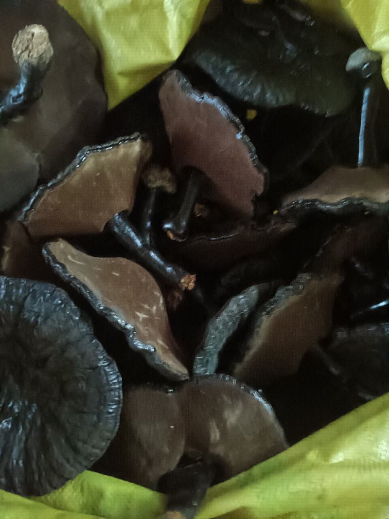 便宜紫灵芝通货灵芝黑灵芝
